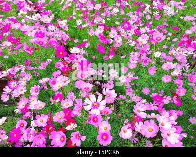 Rosa, Weiß und Rot cosmos Blumen blühen auf Hintergrund einstellen, Erntegut Pflanzung auf dem Gebiet von Thailand. Stockfoto
