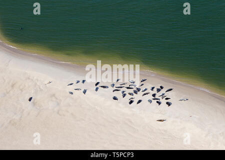 Luftaufnahme über Kolonie Seehunde (Phoca vitulina) und Kegelrobbe (Halichoerus grypus) auf Sandbank ausruhen, Nationalpark Wattenmeer, Deutschland Stockfoto