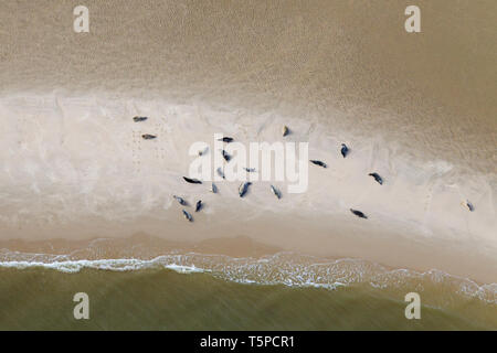 Luftaufnahme über Kolonie Seehunde (Phoca vitulina) und Kegelrobbe (Halichoerus grypus) auf Sandbank ausruhen, Nationalpark Wattenmeer, Deutschland Stockfoto