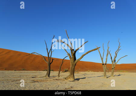 Deadvlei ist eine Salz- und Tonpfanne, die von hohen roten Dünen umgeben ist und sich im südlichen Teil der Namib-Wüste befindet. Stockfoto