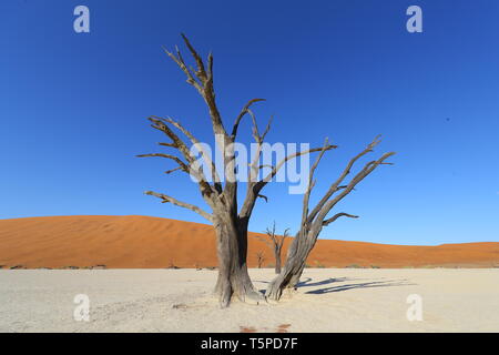 Deadvlei ist eine Salz- und Tonpfanne, die von hohen roten Dünen umgeben ist und sich im südlichen Teil der Namib-Wüste befindet. Stockfoto