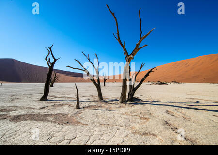 Deadvlei ist eine Salz- und Tonpfanne, die von hohen roten Dünen umgeben ist und sich im südlichen Teil der Namib-Wüste befindet. Stockfoto