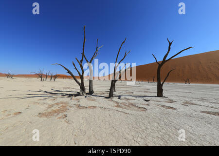 Deadvlei ist eine Salz- und Tonpfanne, die von hohen roten Dünen umgeben ist und sich im südlichen Teil der Namib-Wüste befindet. Stockfoto