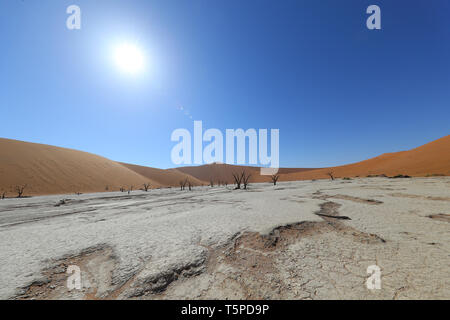 Deadvlei ist eine Salz- und Tonpfanne, die von hohen roten Dünen umgeben ist und sich im südlichen Teil der Namib-Wüste befindet. Stockfoto