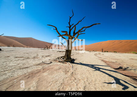 Deadvlei ist eine Salz- und Tonpfanne, die von hohen roten Dünen umgeben ist und sich im südlichen Teil der Namib-Wüste befindet. Stockfoto