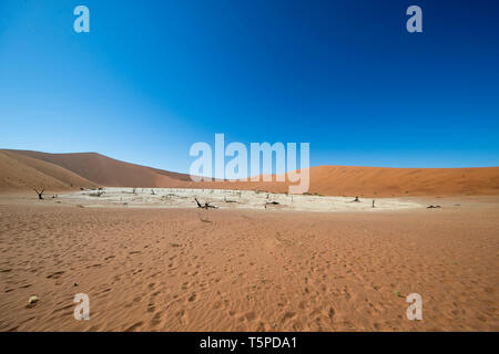 Deadvlei ist eine Salz- und Tonpfanne, die von hohen roten Dünen umgeben ist und sich im südlichen Teil der Namib-Wüste befindet. Stockfoto