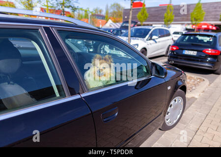 Shetland Sheepdog schaut aus dem Fenster eines Autos Stockfoto