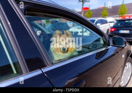 Shetland Sheepdog schaut aus dem Fenster eines Autos Stockfoto