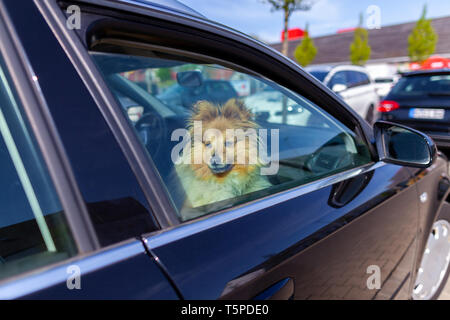 Shetland Sheepdog schaut aus dem Fenster eines Autos Stockfoto