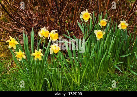 Narzissen im Frühjahr, dargestellt in einem bewaldeten Garten Stockfoto