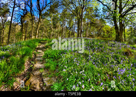 Bluebell Holz, Hardcastle Crags, Hebden Bridge, Calderdale, West Yorkshire Stockfoto