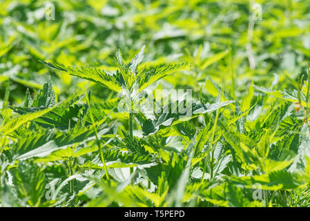 Werk der wilde Brennnessel mit üppigen grünen Laub close-up in der Hintergrundbeleuchtung Stockfoto