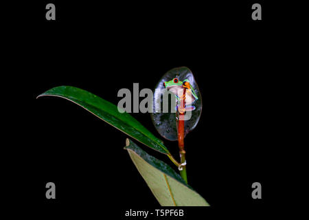 Red-eyed Tree Frog (Agalychnis callidryas) sitzt auf einem Blatt: Detailansicht mit selektiven Fokus. Schwarzer Hintergrund Stockfoto