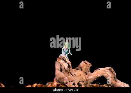 Rhinoceros Chameleon (Furcifer rhinoceratus) auf Holz- zweig: Detailansicht mit selektiven Fokus. Schwarzen Hintergrund. Stockfoto