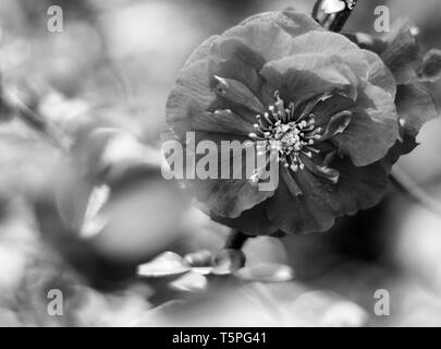 Makroaufnahme einer Orange Sturm blühende Quitte (Chaenomeles speciosa) Antheren und Filamente zeigt. Stockfoto