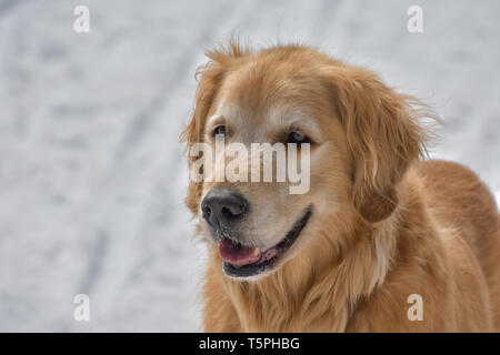 Eine Nahaufnahme Porträt einer wunderschönen Lächeln Golden Retriever Hund glücklich im Schnee stehend auf einem hellen, sonnigen Tag. Stockfoto