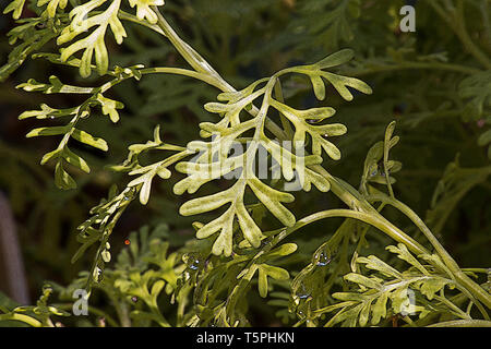 Fernleaf lavendel Pflanze am natürlichen Hintergrund Stockfoto