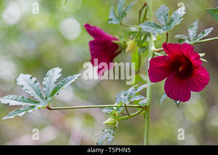 Roselle (Hibiscus sabdariffa) Pflanze in Blüte Stockfoto