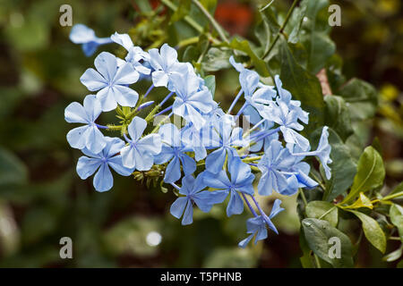 Ceratostigma willmottianum Pflanze in Blüte Stockfoto