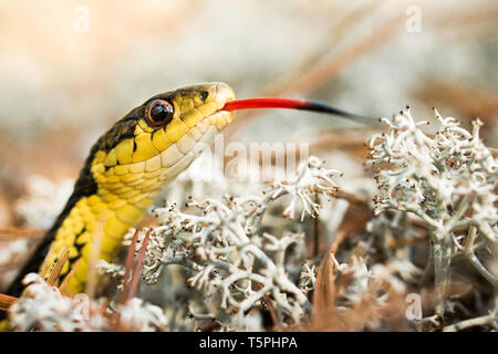 Nahaufnahme eines Eastern garter snake (Thamnophis sirtalis) riechen, mit der Zunge. Stockfoto