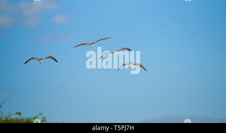 Blue footed Booby flying Overhead auf Galapagos. Stockfoto