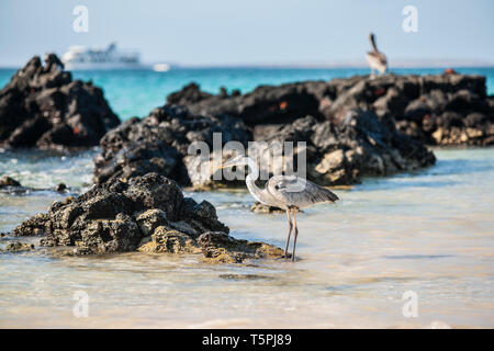 Fokus auf Giant Blue Heron waten auf felsigen Ufer in Galapagos mit touristischen Boote am Horizont in selektiven Fokus. Stockfoto