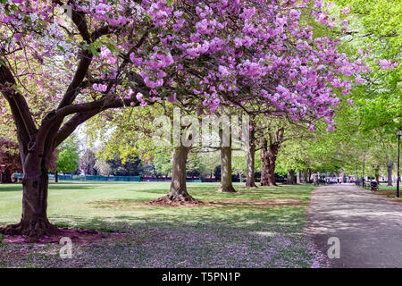 Northampton. 26. April 2019. UK Wetter: Wetter. Schönes Wetter am späten Vormittag, Abington Park mit einem Kirschbaum in voller Blüte Suche entlang der Allee der Bäume in Richtung Wellingborough Rd. Credit: Keith J Smith./Alamy leben Nachrichten Stockfoto