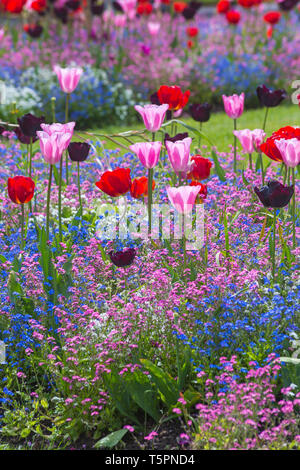 Bournemouth, Dorset, Großbritannien. April 2019. UK Wetter: Ein Farbenreiz in Bournemouth Lower Gardens, mit bunten Blumen Tulpen und rosa blau und weiß Vergiss mich nicht in den bunten Blumenbeeten. Quelle: Carolyn Jenkins/Alamy Live News Stockfoto