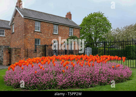 Moira Demesne, Moira, County Down, Nordirland. April 2019. Britisches Wetter: Zunehmende Wolke und stärkenden Südwind als das atlantische Wettersystem, das Sturm trägt, nähert sich Hannah Großbritannien und Irland. Orangene Tulpen am Eingang zum Demesne kontrastieren stark mit dem grauen Himmel. Kredit: David Hunter/Alamy Live Nachrichten Stockfoto