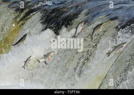 (190426) - KULDIGA (Lettland), 26. April 2019 (Xinhua) - Fische gesehen vor Jumping am Venta Schnelle, eine breite Wasserfall auf der Venta in Kuldiga, Lettland, 26. April 2019. Jedes Frühjahr eine ungewöhnliche Landschaft der Fliegende Fisch über den Wasserfall hier am Fluss Venta gesehen wird. Die stream für die Zucht, die Fische benötigen, die über 240 Meter breite Rapid zu überqueren. Zu dieser Herausforderung, die sie in der Luft über und über Springen wieder zu erreichen, bis sie schließlich ihren Weg flussaufwärts fortgesetzt werden kann. (Xinhua / Janis Laizans) Stockfoto