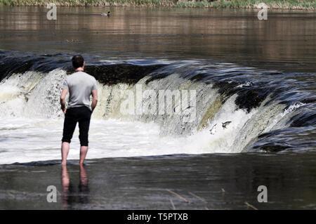 (190426) - KULDIGA (Lettland), 26. April 2019 (Xinhua) - ein Mann Uhren Fische springen stromaufwärts an der Venta Schnelle, eine breite Wasserfall auf der Venta in Kuldiga, Lettland, 26. April 2019. Jedes Frühjahr eine ungewöhnliche Landschaft der Fliegende Fisch über den Wasserfall hier am Fluss Venta gesehen wird. Die stream für die Zucht, die Fische benötigen, die über 240 Meter breite Rapid zu überqueren. Zu dieser Herausforderung, die sie in der Luft über und über Springen wieder zu erreichen, bis sie schließlich ihren Weg flussaufwärts fortgesetzt werden kann. (Xinhua / Janis Laizans) Stockfoto