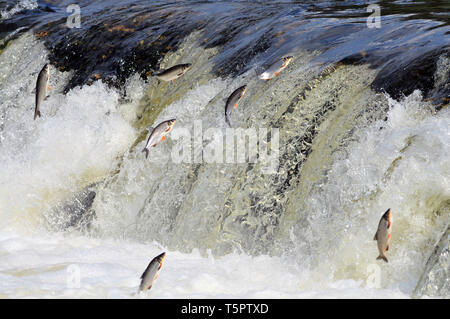 (190426) - KULDIGA (Lettland), 26. April 2019 (Xinhua) - Fische gesehen vor Jumping am Venta Schnelle, eine breite Wasserfall auf der Venta in Kuldiga, Lettland, 26. April 2019. Jedes Frühjahr eine ungewöhnliche Landschaft der Fliegende Fisch über den Wasserfall hier am Fluss Venta gesehen wird. Die stream für die Zucht, die Fische benötigen, die über 240 Meter breite Rapid zu überqueren. Zu dieser Herausforderung, die sie in der Luft über und über Springen wieder zu erreichen, bis sie schließlich ihren Weg flussaufwärts fortgesetzt werden kann. (Xinhua / Janis Laizans) Stockfoto