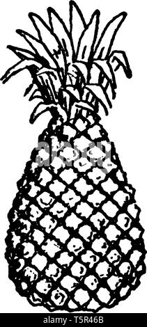 Ein Bild, Frucht von Ananas, das ist eine köstliche tropische Früchte. Eine süße, gelbe Früchte, ähnlich einer Pine Cone, vintage Strichzeichnung oder engrav Stock Vektor