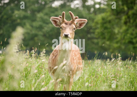 Rotwild in der Wiese in Englischer Country Park, Warwickshire, England Stockfoto