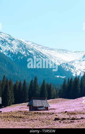 Holzhaus in der Mitte des Berges blühende Frühlingswiese Stockfoto