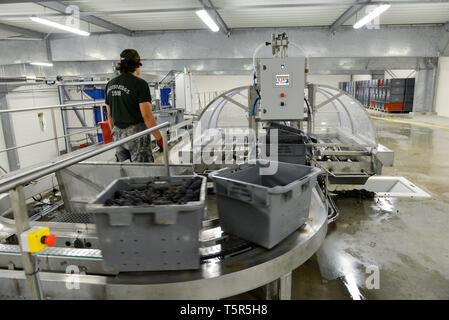 Weinlese in der Champagne, im Charly-Sur-Marne (Frankreich): Drücken der Baron Fuente Champagner, Champagner Haus *** Lokale Capt Stockfoto