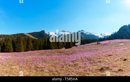 Berg Tal mit wilden Frühling blühende Krokusse an einem sonnigen Tag mit schneebedeckten Gipfel am Horizont horizontale Panorama Stockfoto