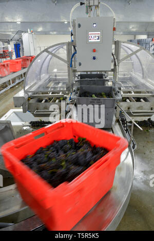 Weinlese in der Champagne, im Charly-Sur-Marne (Frankreich): Drücken der Baron Fuente Champagner, Champagner Haus *** Lokale Capt Stockfoto