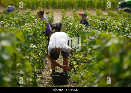 Weinlese in der Champagne, im Charly-sur-Marne (Frankreich). Traubenerntemaschine zwischen den Reihen von Reben *** Local Caption *** Stockfoto