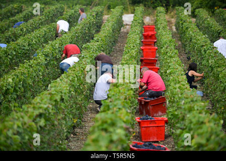 Weinlese in der Champagne, im Charly-sur-Marne (Frankreich). Traubenerntemaschine zwischen den Reihen von Reben *** Local Caption *** Stockfoto