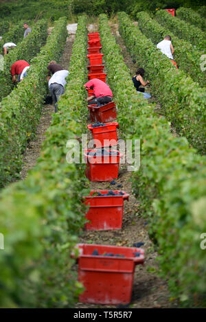 Weinlese in der Champagne, im Charly-sur-Marne (Frankreich). Traubenerntemaschine zwischen den Reihen von Reben *** Local Caption *** Stockfoto