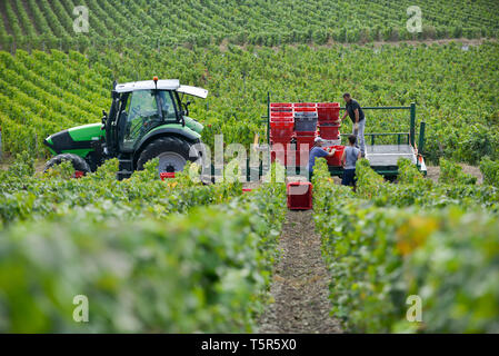 Weinlese in der Champagne, im Charly-sur-Marne (Frankreich). Traubenerntemaschinen zwischen den Reihen von Reben. Laden von Kisten mit Trauben Stockfoto