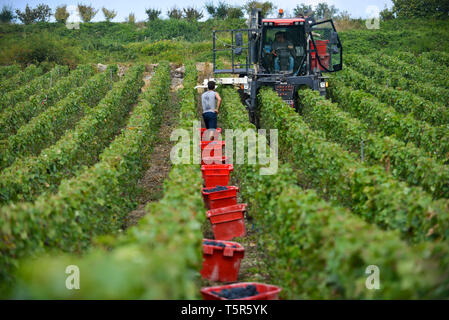 Weinlese in der Champagne, im Charly-sur-Marne (Frankreich). Traubenerntemaschinen zwischen den Reihen von Reben. Mechanische Arbeit Derot b Stockfoto