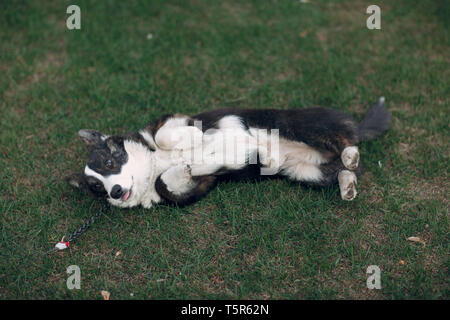 Welsh Corgi Cardigan Welpen Hund auf Gras Stockfoto