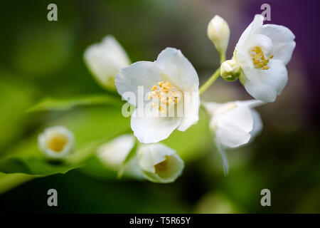 Blühenden Zweig auf dem Gerahmten Hintergrund. Closeup Blumen. Chibushnik in voller Blüte. Frühlingsabend. Stockfoto