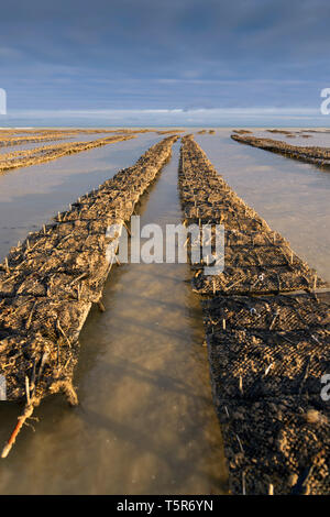 Austern aus Veules-les-Roses (Normandie, Frankreich), der sich an der "Cote d'Albatre' (Norman Küste). Austernbänke *** Local Caption *** Stockfoto