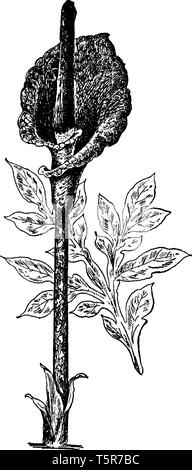 Ein Bild zeigt Amorphophallus Rivieri Anlage. Es ist auch wie Zunge & Devil's Snake palm genannt. Die Blume hat Stiel und ein Blatt von der Pflanze. Stock Vektor