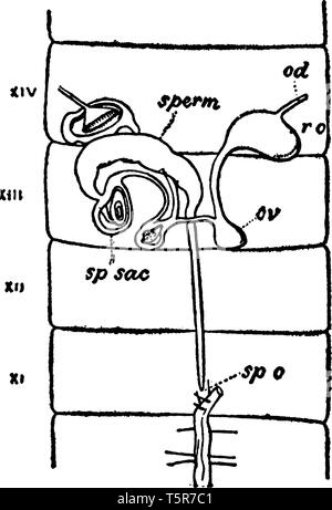 Weibliche Geschlechtsorgane der Regenwürmer, die in der elften mit dem vierzehnten Segment befindet, vintage Strichzeichnung oder Gravur Abbildung. Stock Vektor