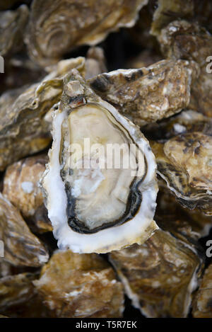 Austern aus Veules-les-Roses (Normandie, Frankreich), der sich an der "Cote d'Albatre' (Norman Küste). Oyster Open, Close-up *** Local Caption *** Stockfoto