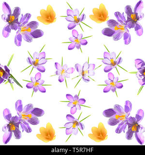 Frühling Blumen nahtlose Muster mit violetten und gelben crokuses auf weißem Hintergrund. Floral Photo Collage für künstlerische Gestaltung von Stoff oder Umhüllung Stockfoto